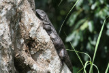 Iguana in Belize