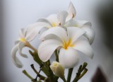 Plumeria