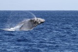 Maui 2010_02282010_022.jpg