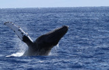 Maui 2010_02282010_028.jpg