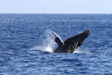 Maui 2010_02282010_029.jpg