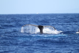 Maui 2010_03022010_062.jpg