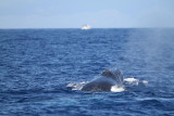 Maui 2010_03022010_073.jpg