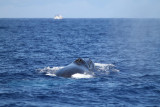 Maui 2010_03022010_074.jpg