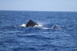 Maui 2010_03022010_075.jpg