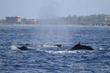 Maui 2010_03022010_078.jpg