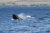 Maui 2010_03022010_087.jpg
