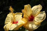 Maui 2010_03022010_097.jpg