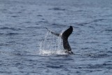 Maui 2010_03032010_111.jpg