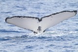 Maui 2010_03032010_115.jpg
