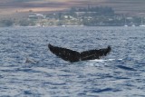 Maui 2010_03032010_117.jpg