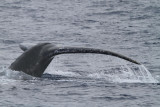 Maui 2010_03032010_129.jpg