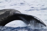Maui 2010_03032010_130.jpg