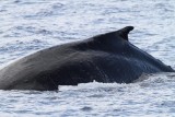 Maui 2010_03032010_143.jpg