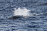 Maui 2010_03032010_148.jpg