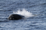 Maui 2010_03032010_149.jpg