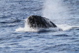 Maui 2010_03032010_153.jpg