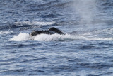 Maui 2010_03032010_156.jpg