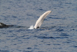 Maui 2010_03032010_160.jpg