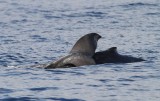 Maui 2010_03032010_162.jpg