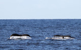 Maui 2010_03042010_170.jpg