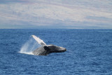 Maui 2010_03042010_176.jpg