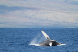Maui 2010_03042010_177.jpg