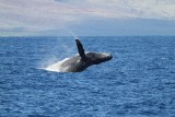 Maui 2010_03042010_190.jpg