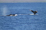 Maui 2010_03042010_191.jpg