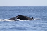 Maui 2010_03042010_196.jpg