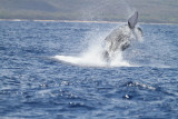 Maui 2010_03042010_199.jpg