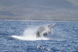 Maui 2010_03042010_200.jpg