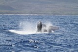 Maui 2010_03042010_201.jpg