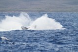 Maui 2010_03042010_203.jpg
