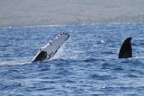 Maui 2010_03042010_208.jpg