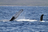 Maui 2010_03042010_210.jpg