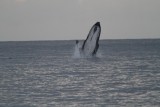 Maui 2010_03052010_220.jpg