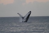 Maui 2010_03052010_223.jpg
