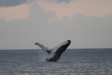 Maui 2010_03052010_224.jpg