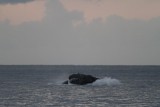 Maui 2010_03052010_227.jpg