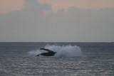 Maui 2010_03052010_228.jpg