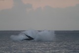 Maui 2010_03052010_229.jpg