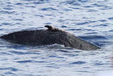 Maui 2010_03052010_241.jpg