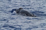 Maui 2010_03052010_242.jpg