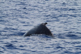 Maui 2010_03052010_243.jpg
