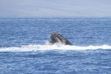 Maui 2010_03052010_251.jpg