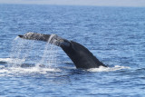 Maui 2010_03052010_256.jpg
