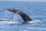 Maui 2010_03052010_257.jpg