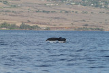 Maui 2010_03052010_271.jpg