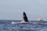 Maui 2010_03052010_281.jpg